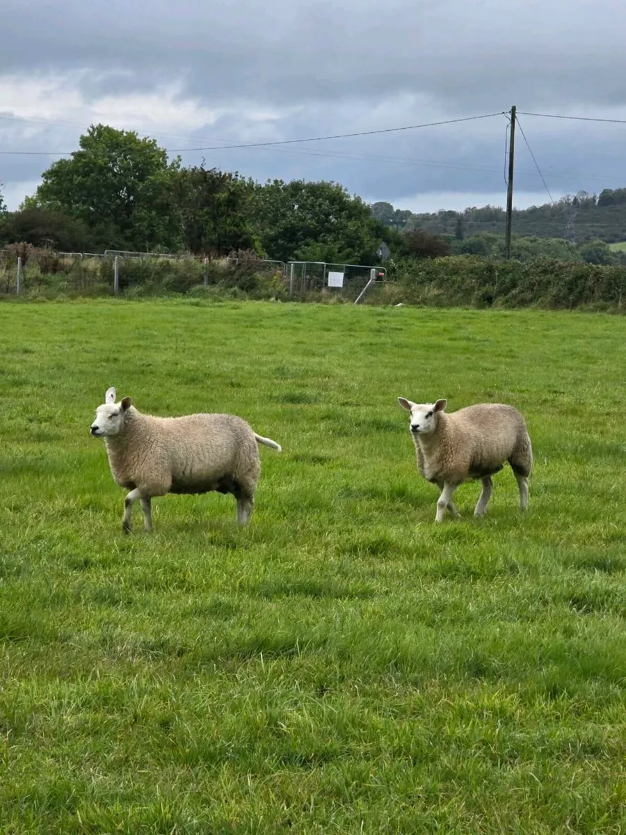 Ewe Lambs - Image 2