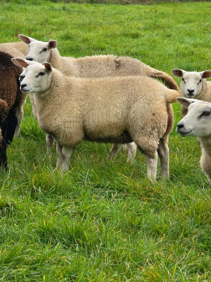 Ewe Lambs - Image 1