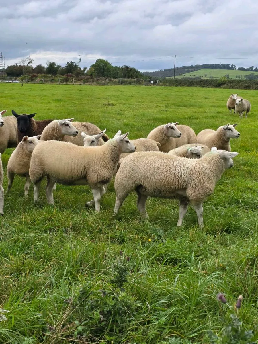 Ewe Lambs - Image 3