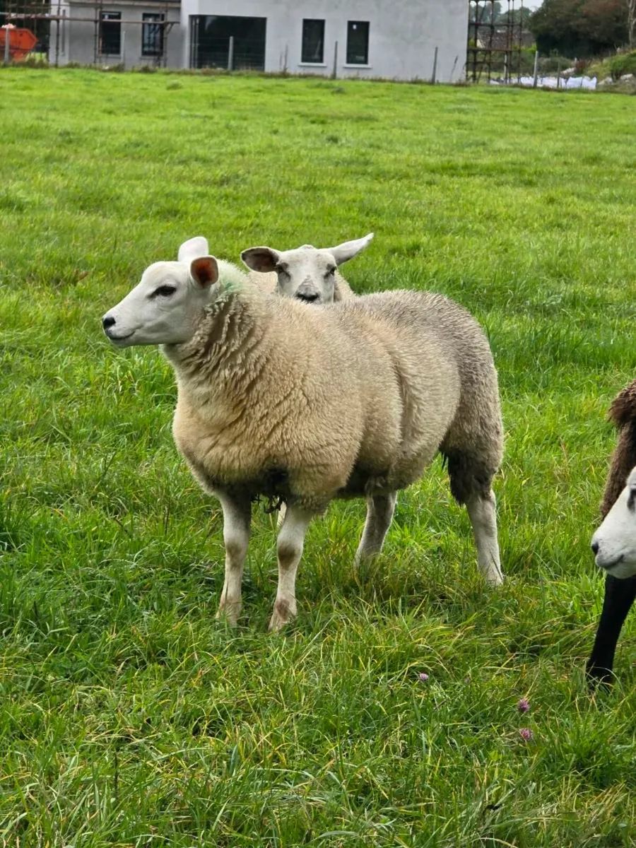 Ewe Lambs - Image 4