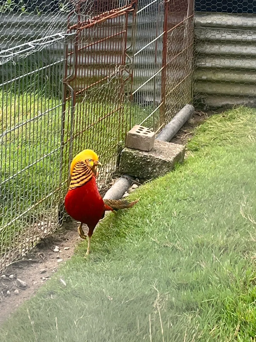Pheasants - Image 1