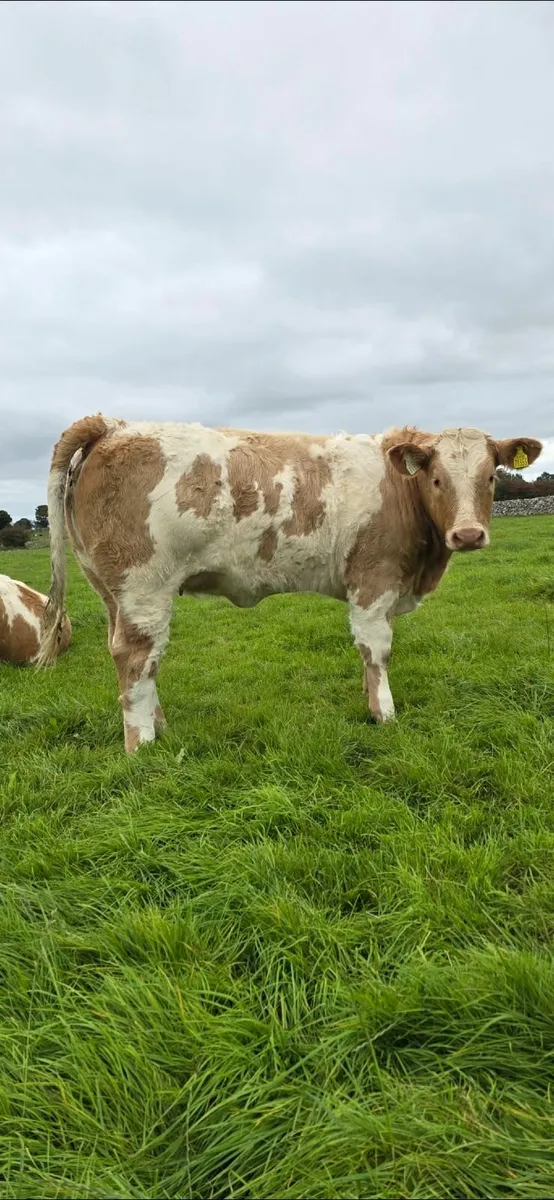 8 Top Quality Charolais Heifers For Sale - Image 1