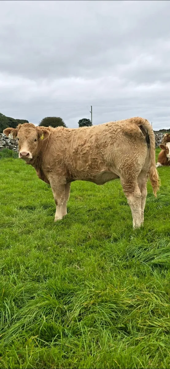 8 Top Quality Charolais Heifers For Sale - Image 2