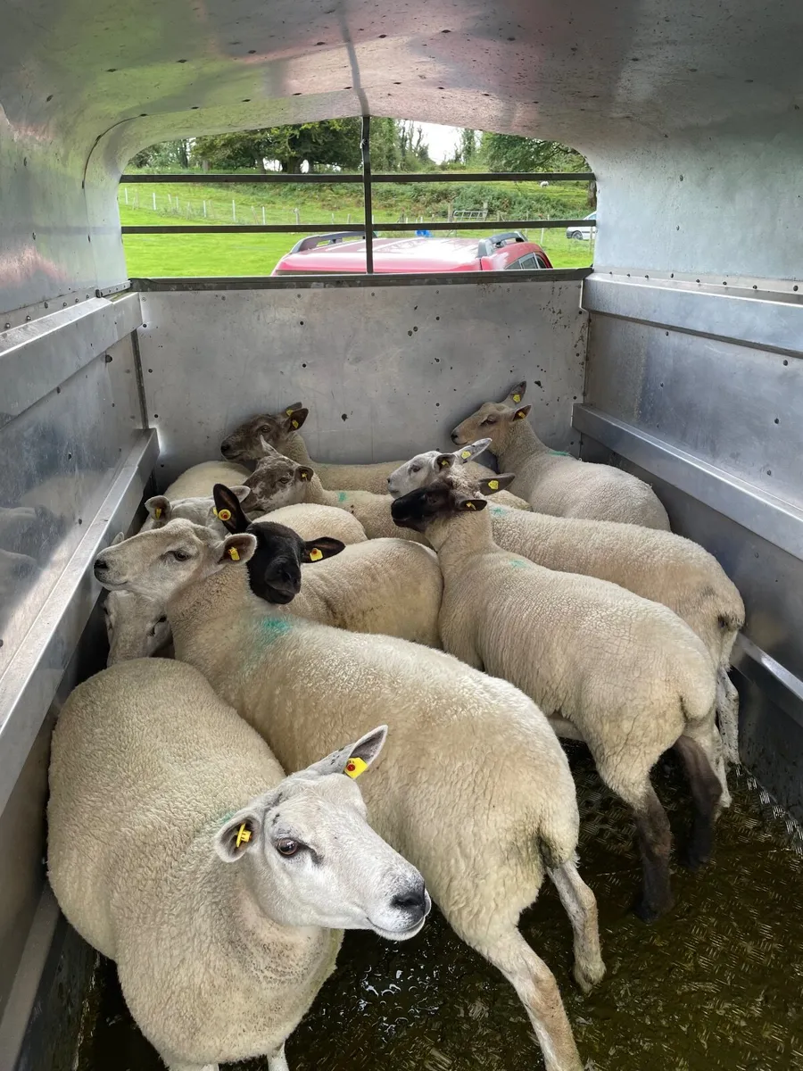 Ewe hoggets - Image 1