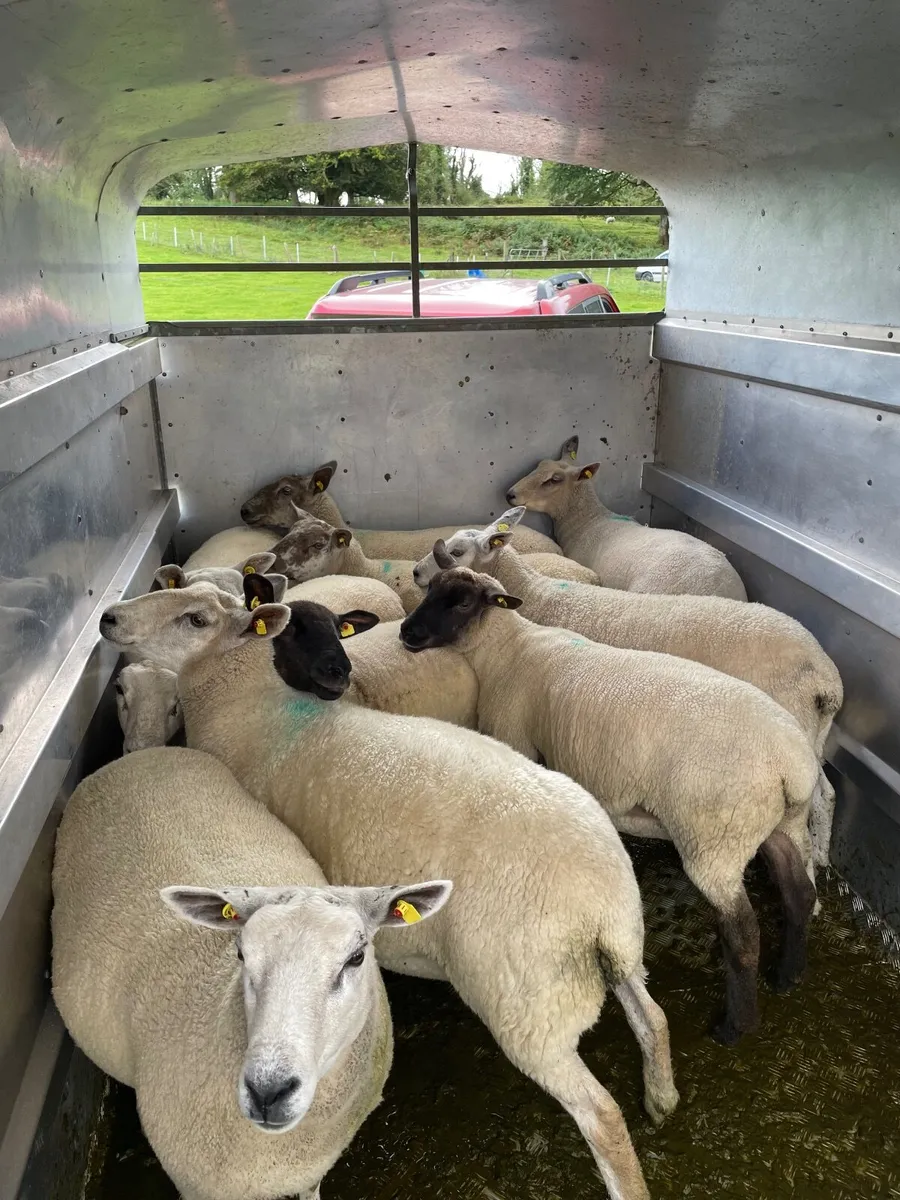 Ewe hoggets - Image 2