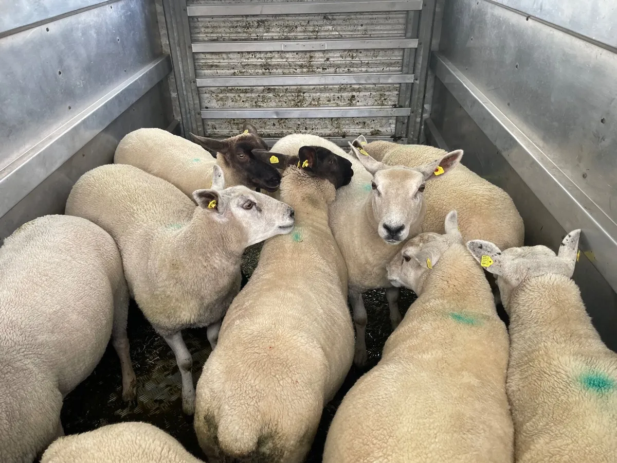 Ewe hoggets - Image 3