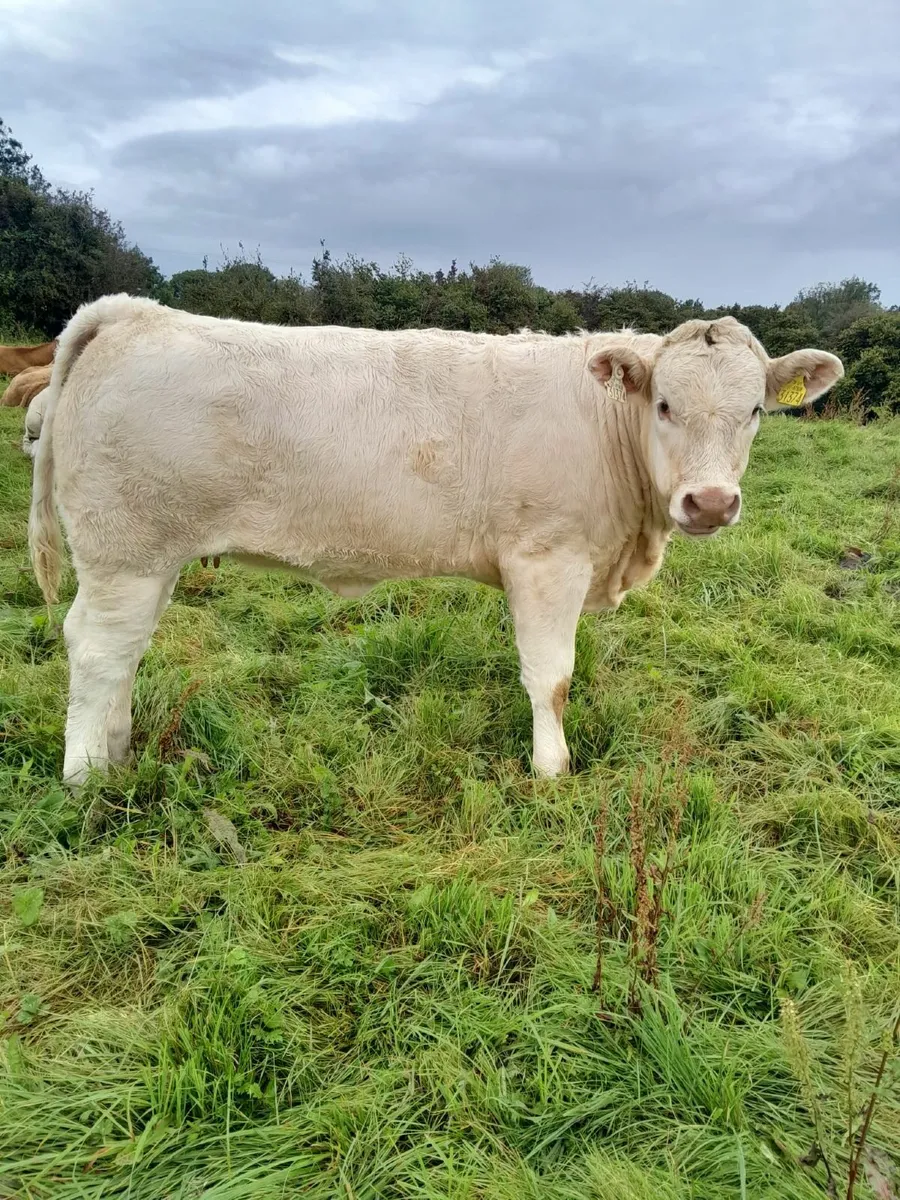 8 Top Quality Charolais Heifers For Sale - Image 3