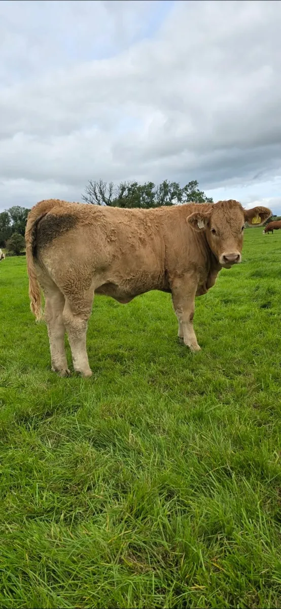8 Top Quality Charolais Heifers For Sale - Image 4