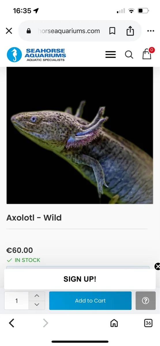 Axolotl - Image 4