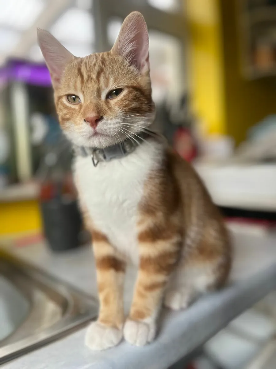 Kittens - Image 1