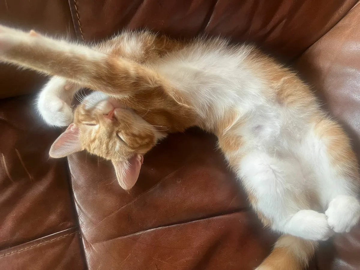 Kittens - Image 2