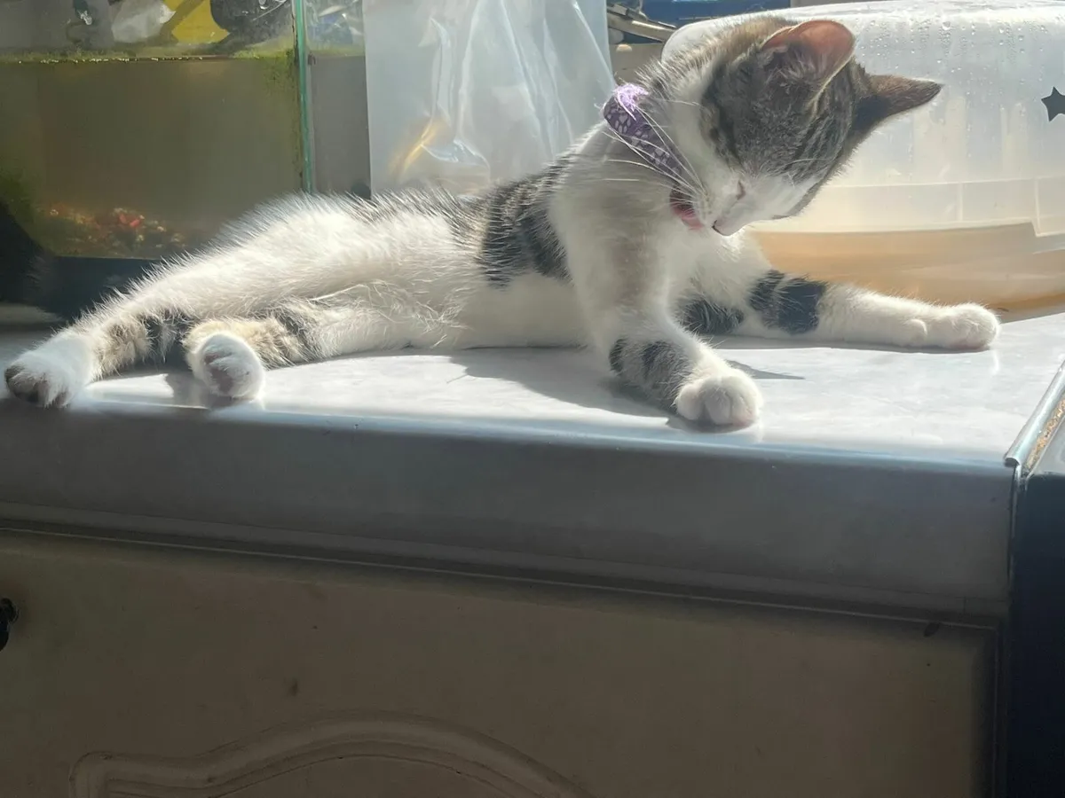 Kittens - Image 4