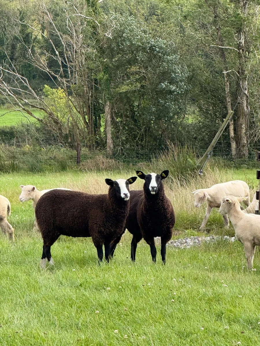 Zwartble Maiden Ewes - Image 1