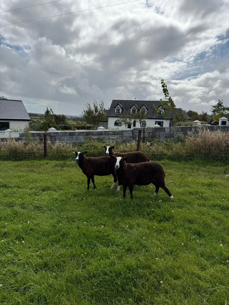 Zwartble Maiden Ewes - Image 2