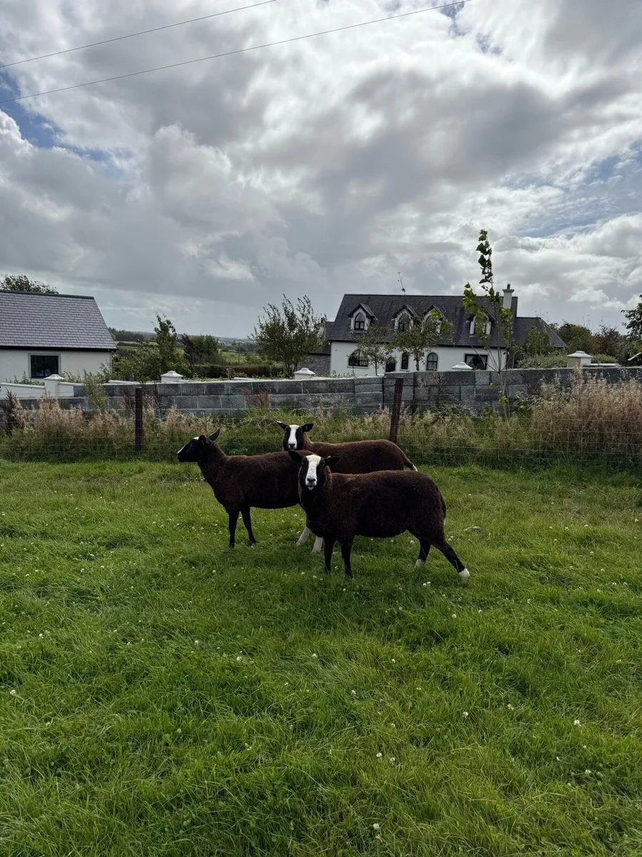 Zwartble Maiden Ewes - Image 3
