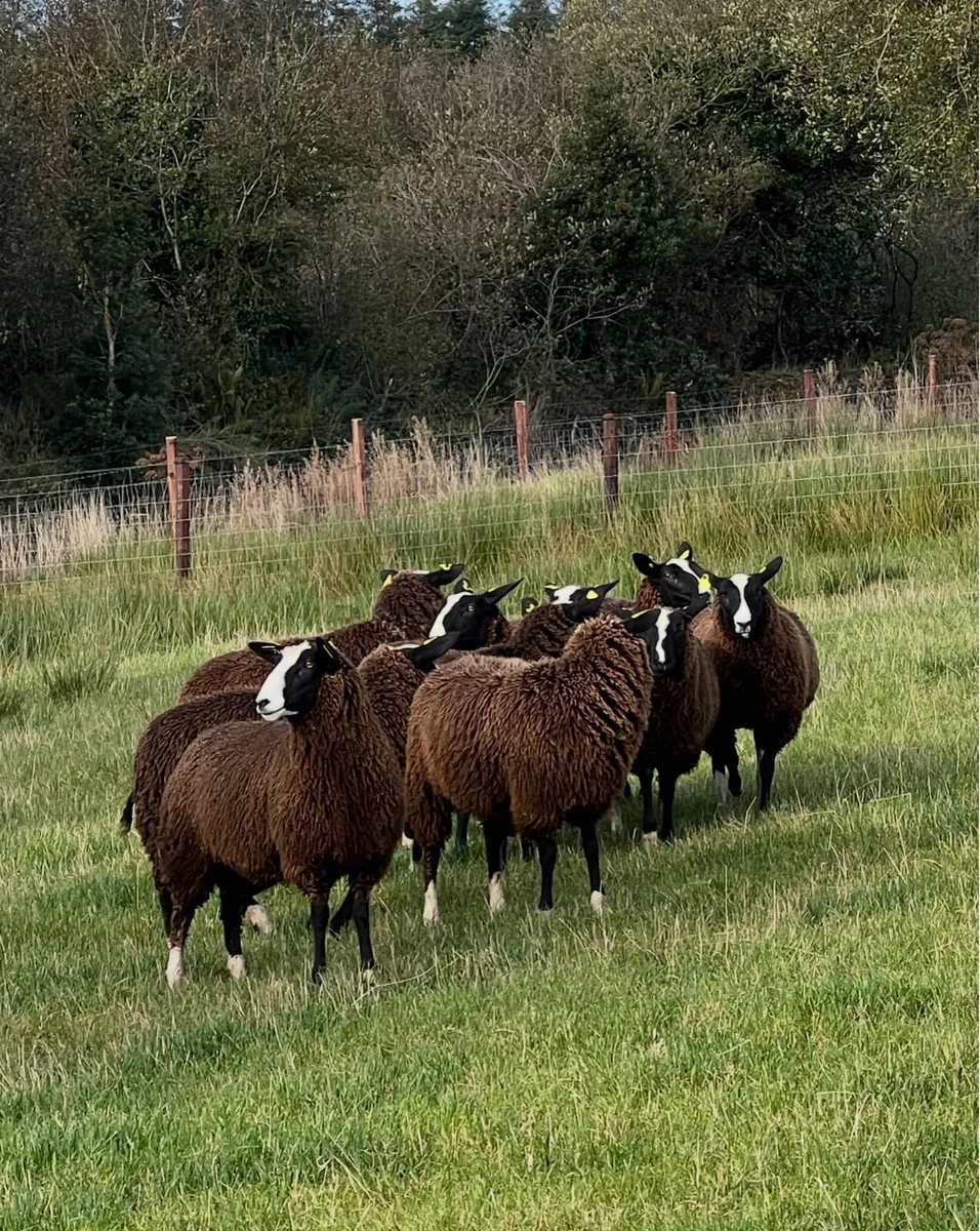 Zwartble Maiden Ewes - Image 4