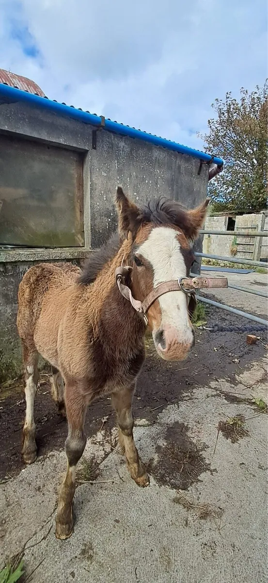Filly foal for sale - Image 1
