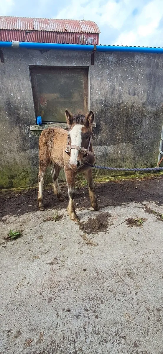 Filly foal for sale - Image 2