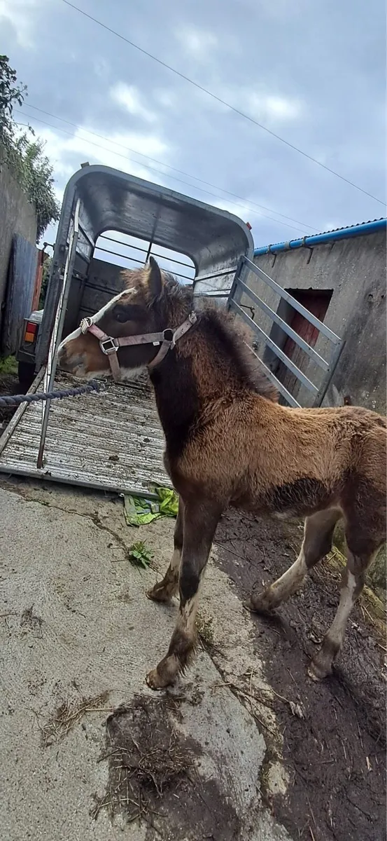 Filly foal for sale - Image 3