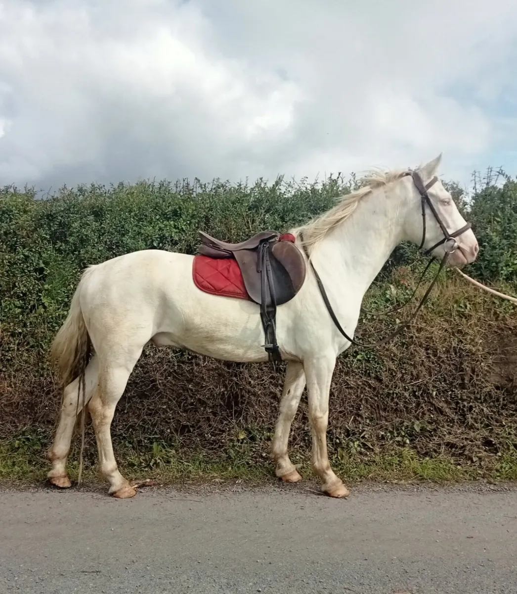 Gelding - Image 1