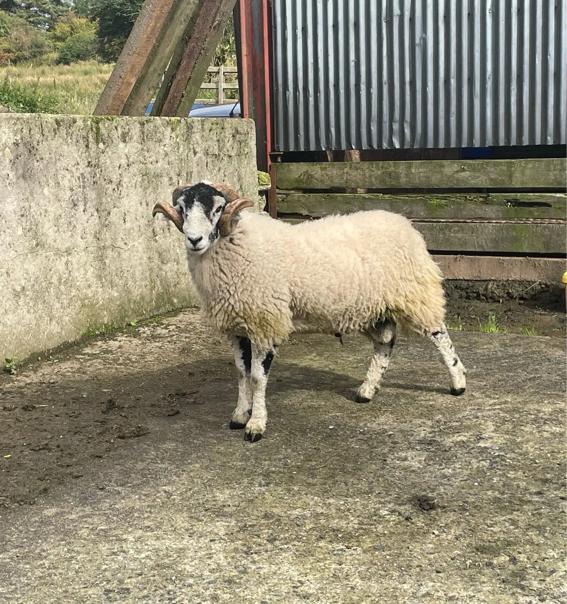 Swaledale Rams - Image 1