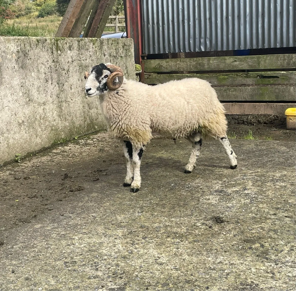Swaledale Rams - Image 2