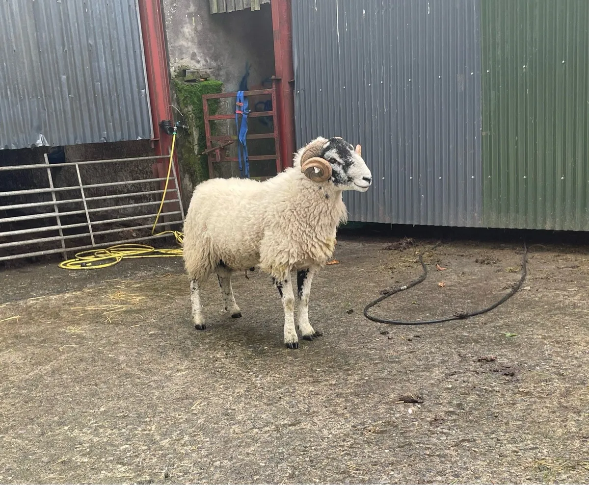 Swaledale Rams - Image 3