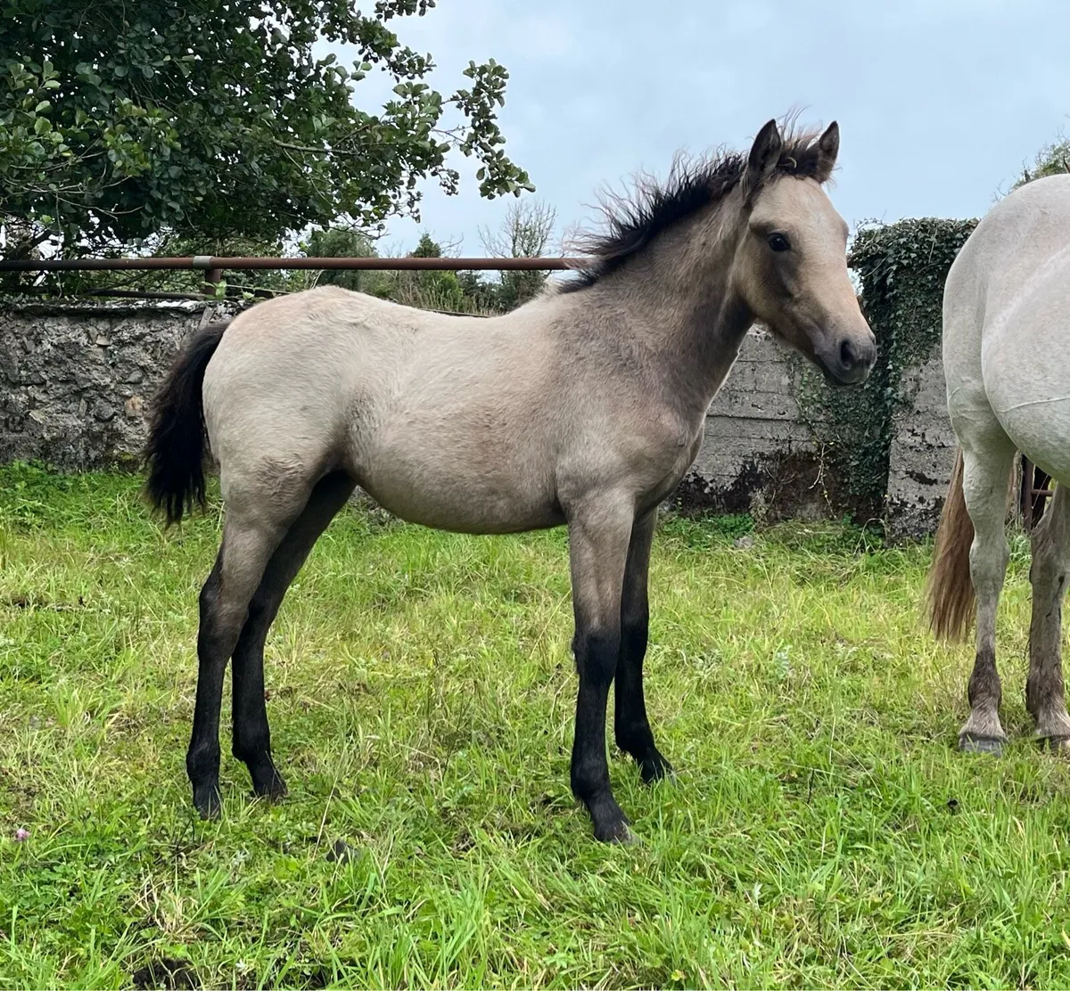 Class One Connemara Mare With Dun Filly Foal - Image 1