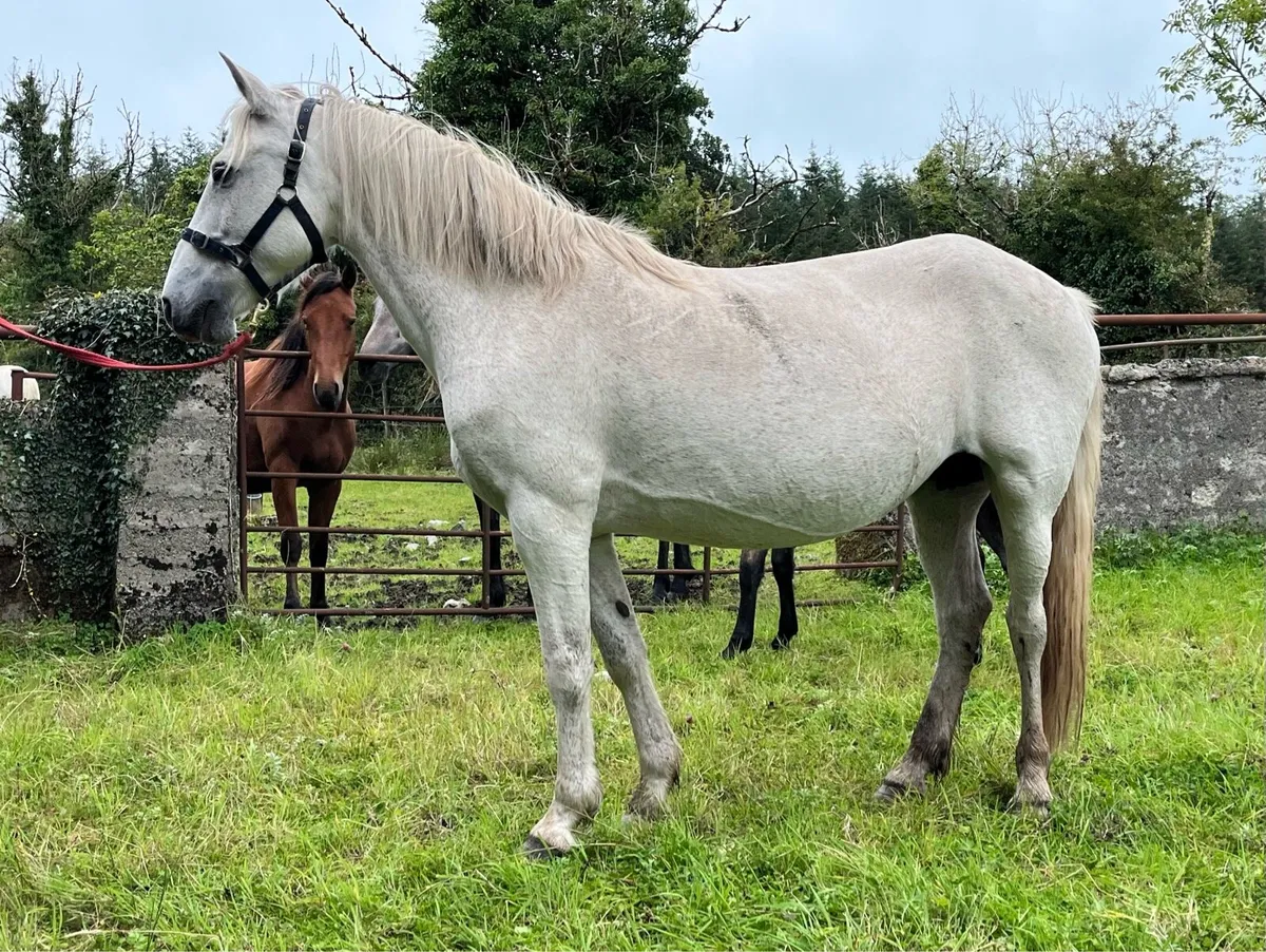 Class One Connemara Mare With Dun Filly Foal - Image 2