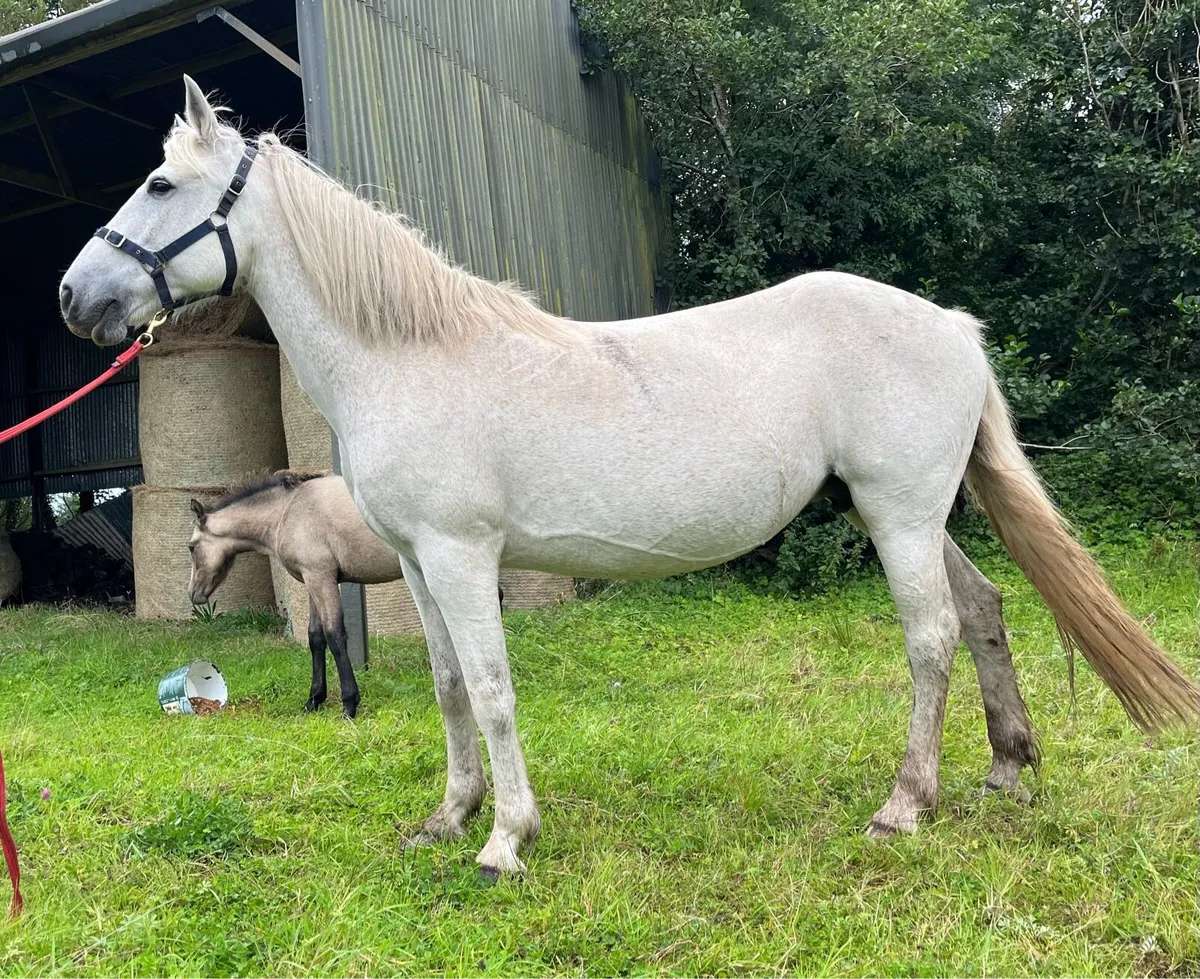 Class One Connemara Mare With Dun Filly Foal - Image 3