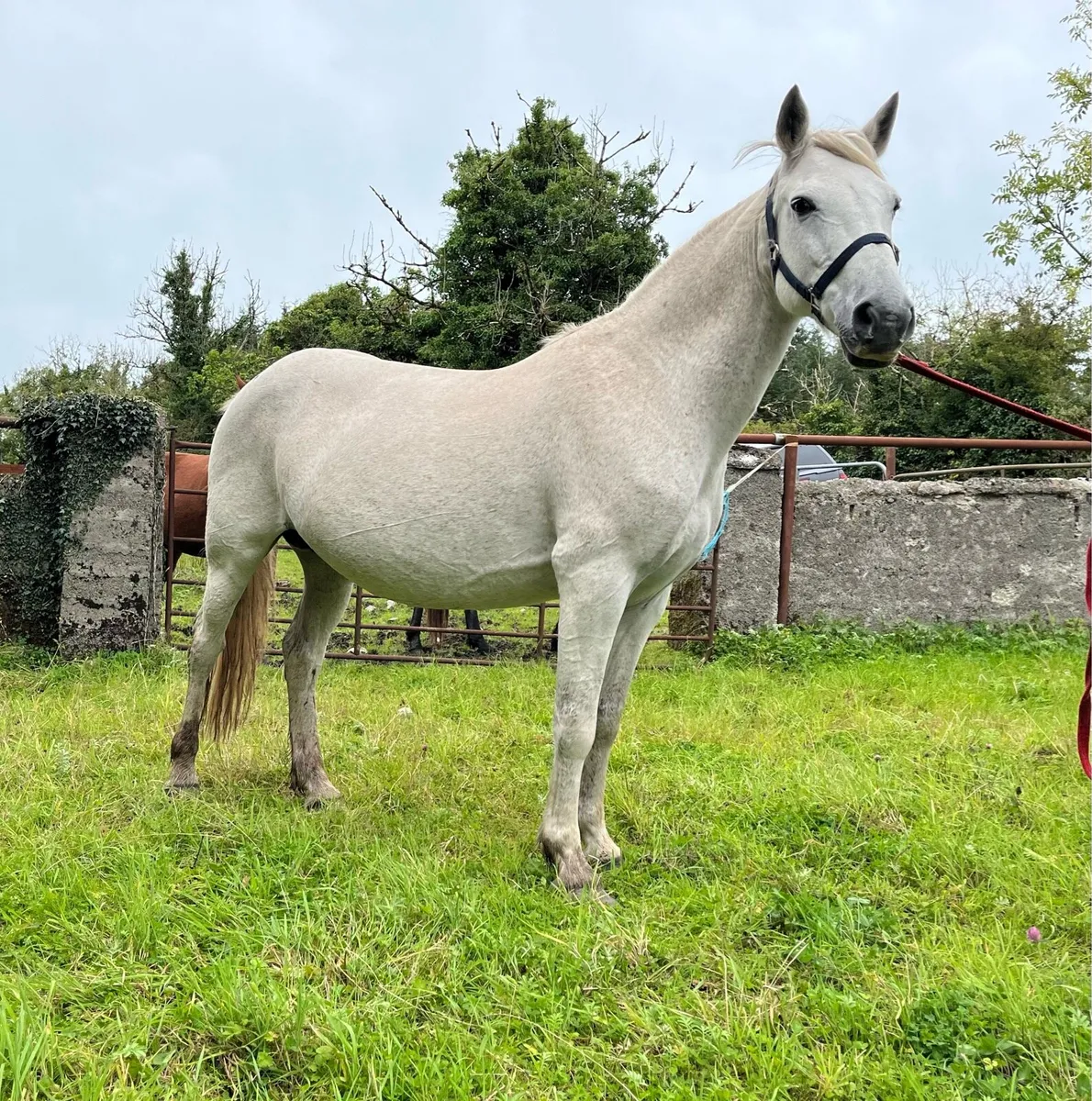 Class One Connemara Mare With Dun Filly Foal - Image 4