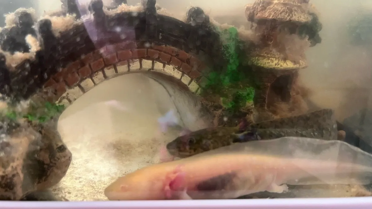 Axolotl - Image 1