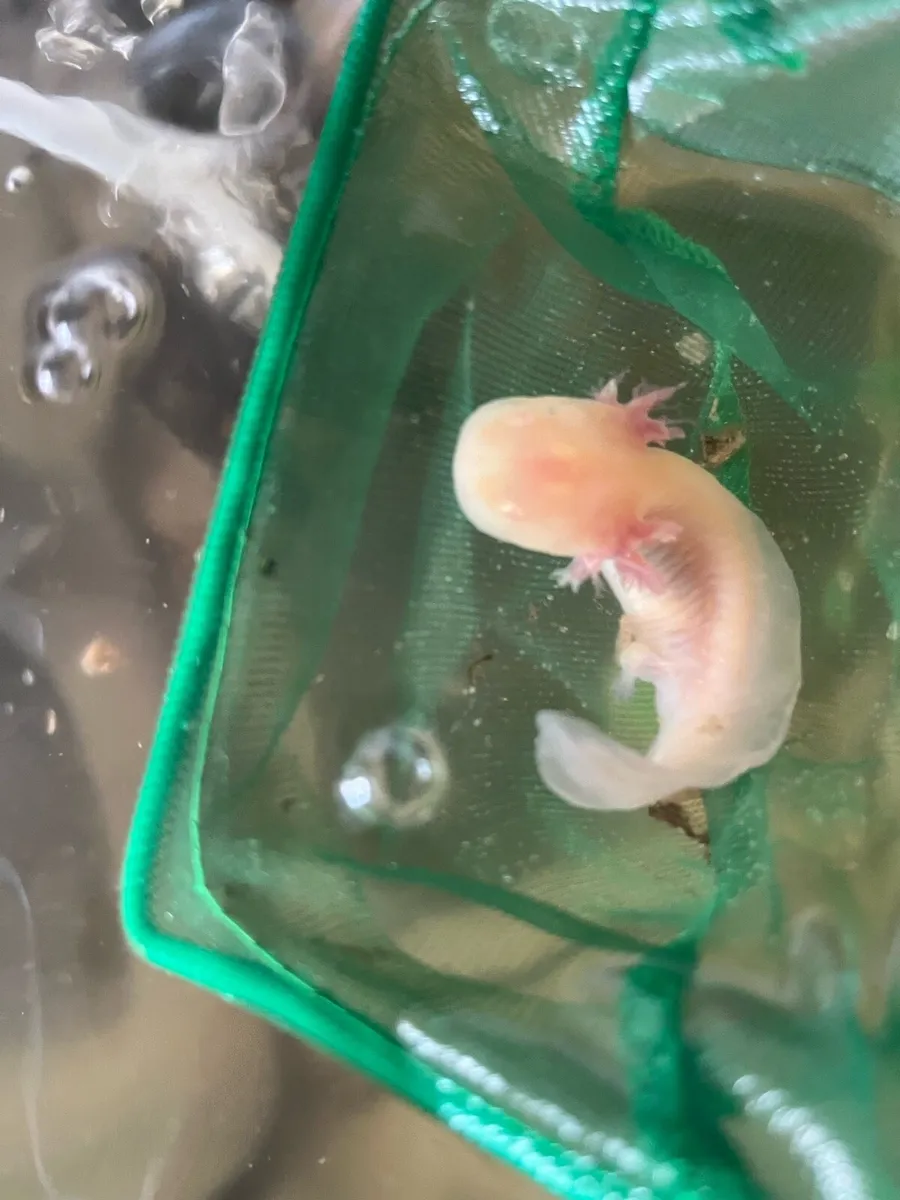 Axolotl - Image 2