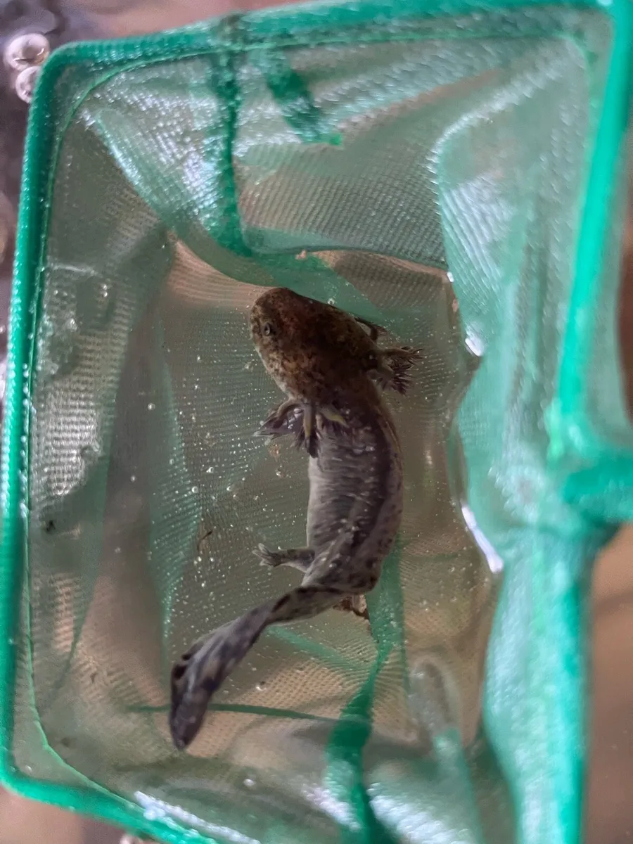 Axolotl - Image 3