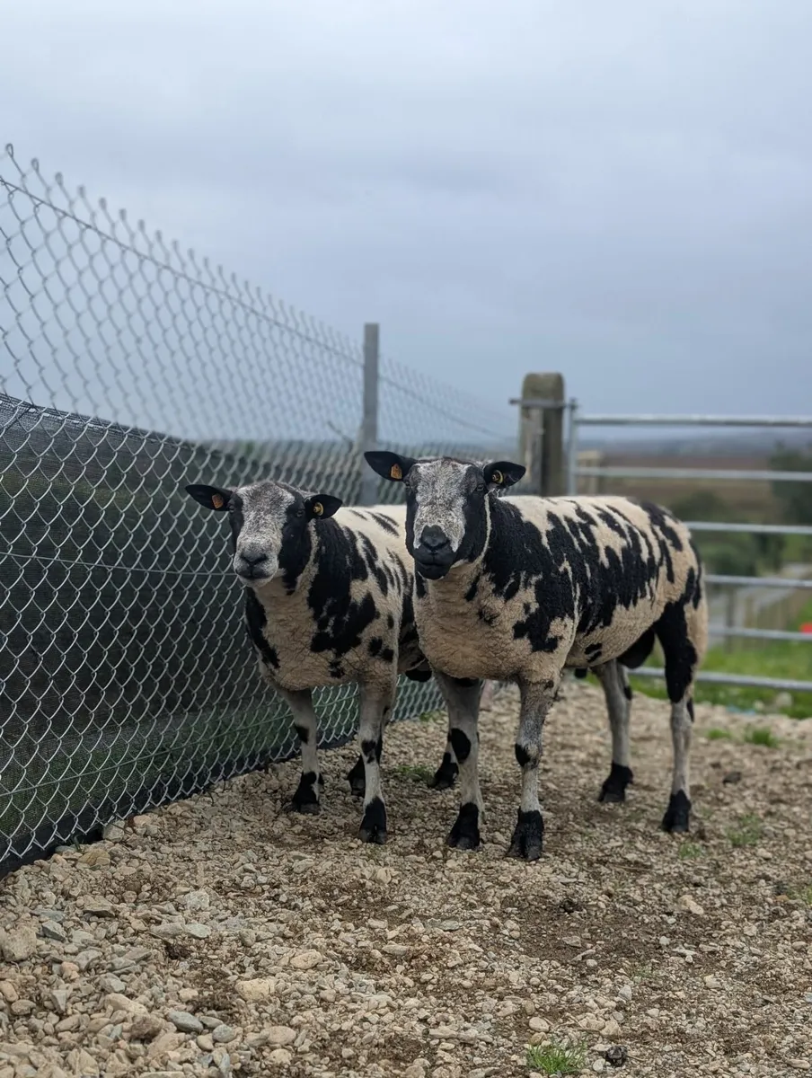 Dutch spotted Shearling Rams - Image 1