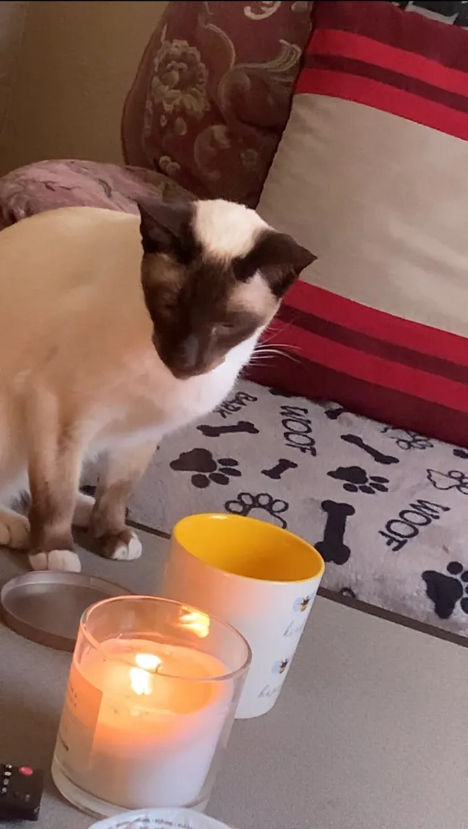 Cat - Image 3