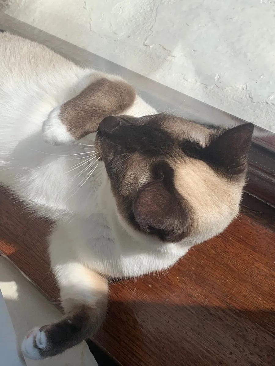 Cat - Image 4