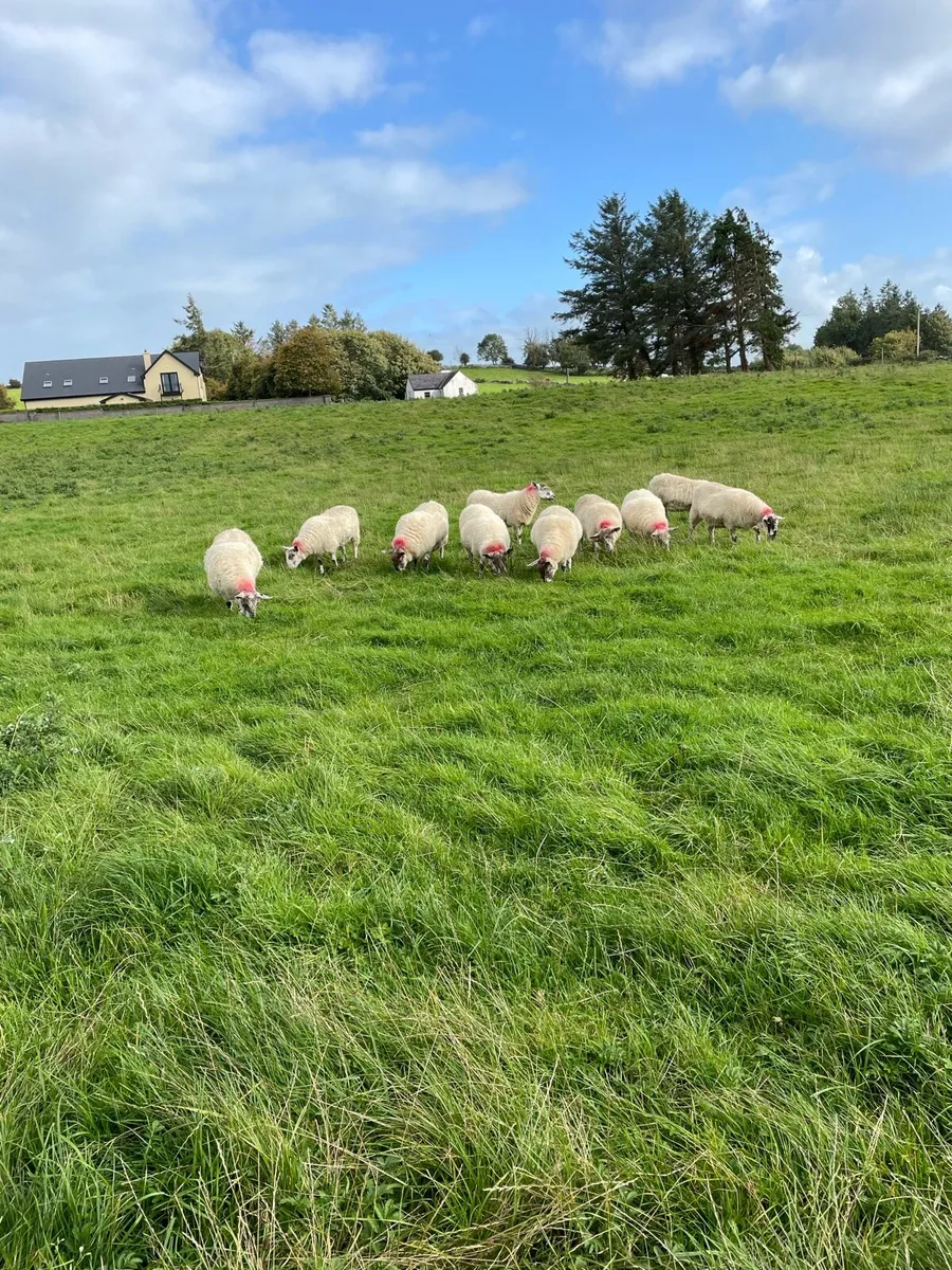grey face hoggets - Image 1