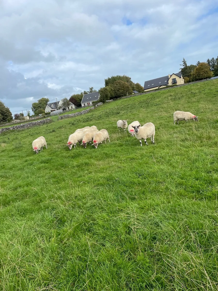 grey face hoggets - Image 2