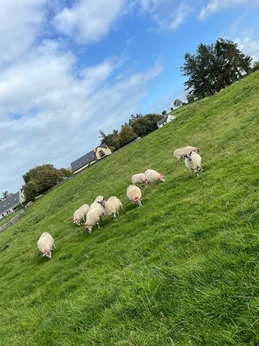 grey face hoggets - Image 3
