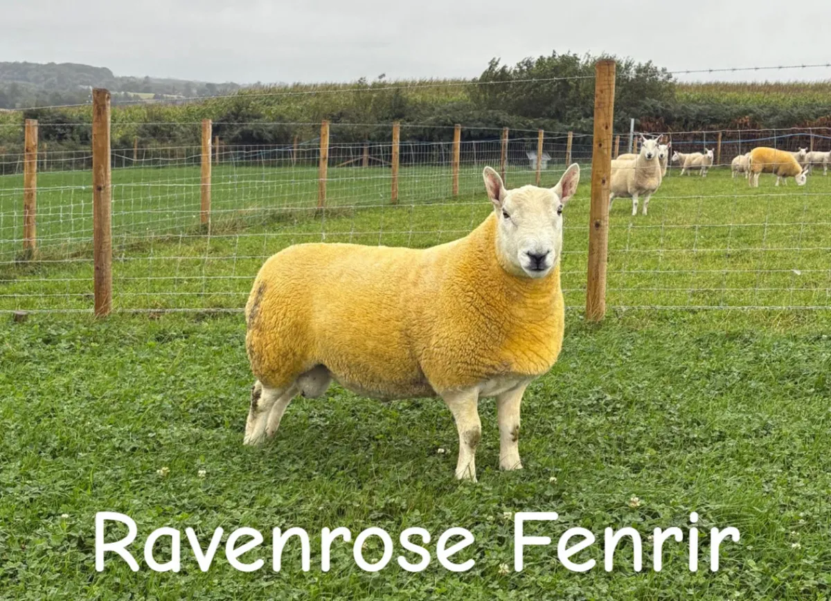North Country Cheviot shearling Rams (Park type) - Image 1