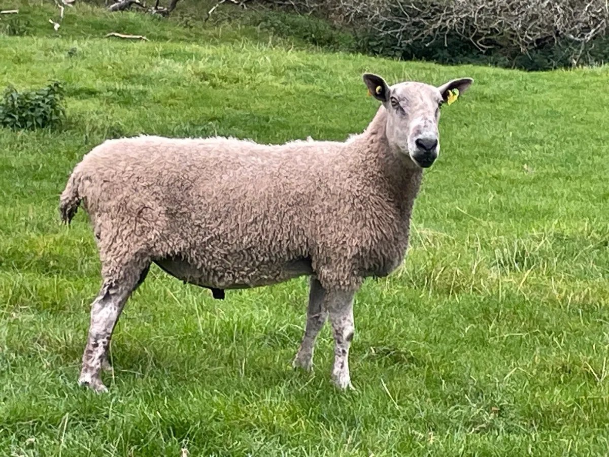Bluefaced Leicester Stock Ram - Image 1