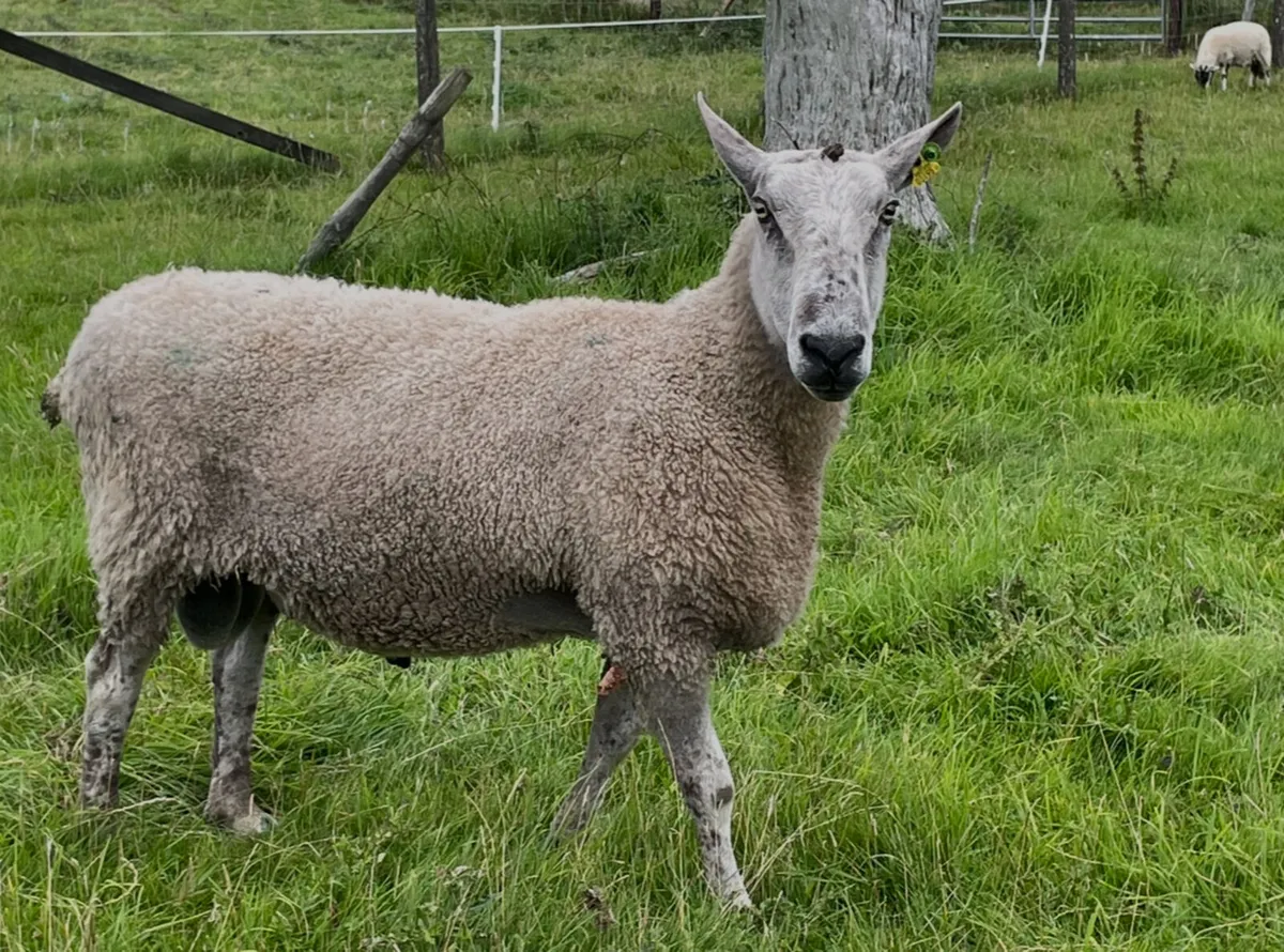 Bluefaced Leicester Stock Ram - Image 2