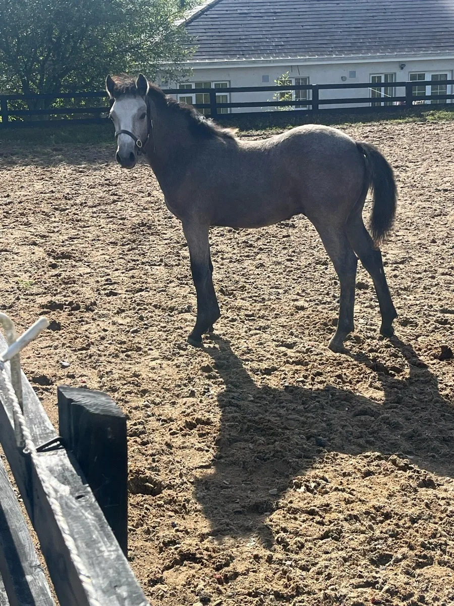 Connie colt foal - Image 1