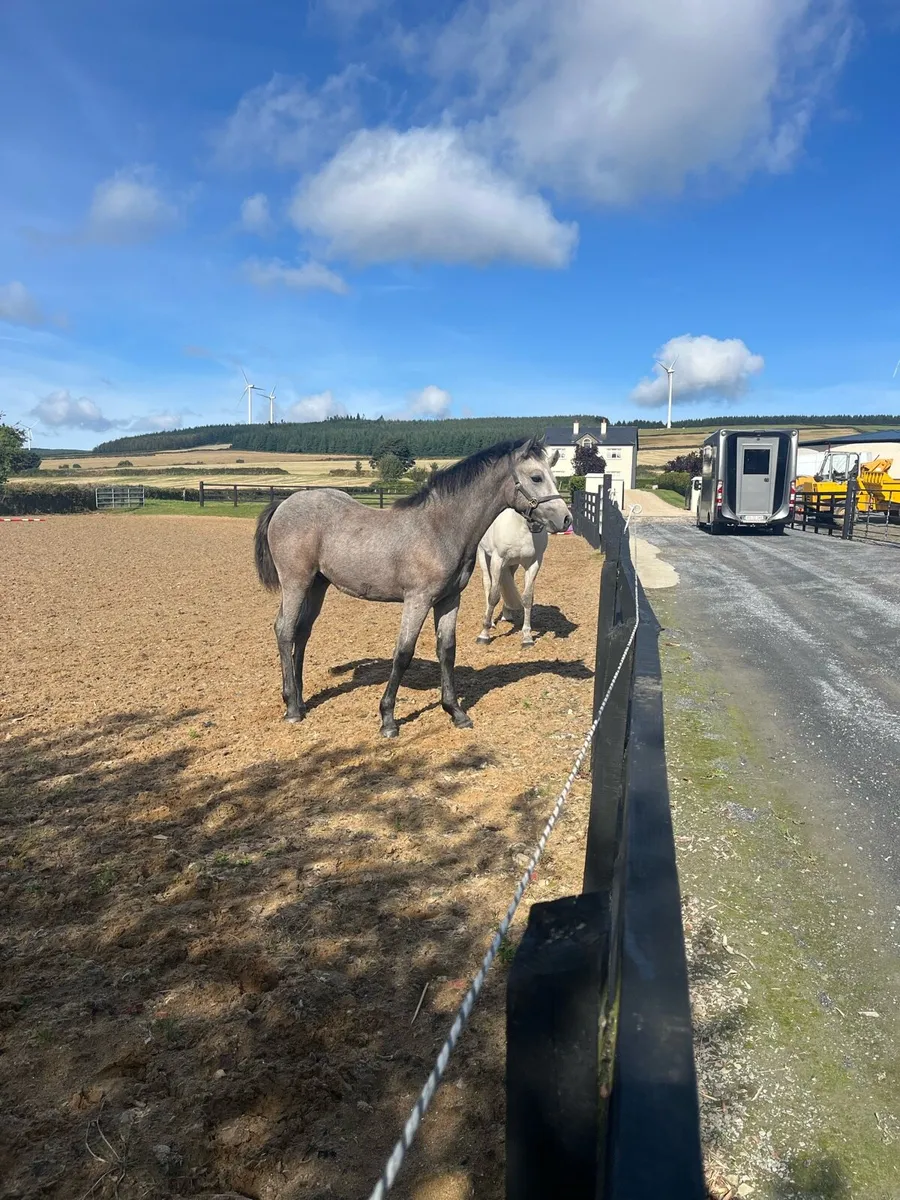 Connie colt foal - Image 2