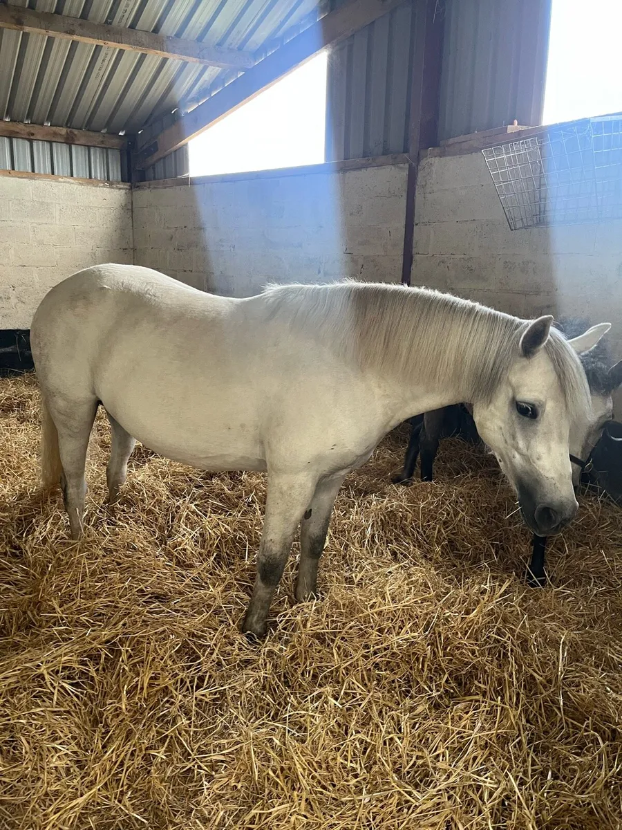 Connie colt foal - Image 4