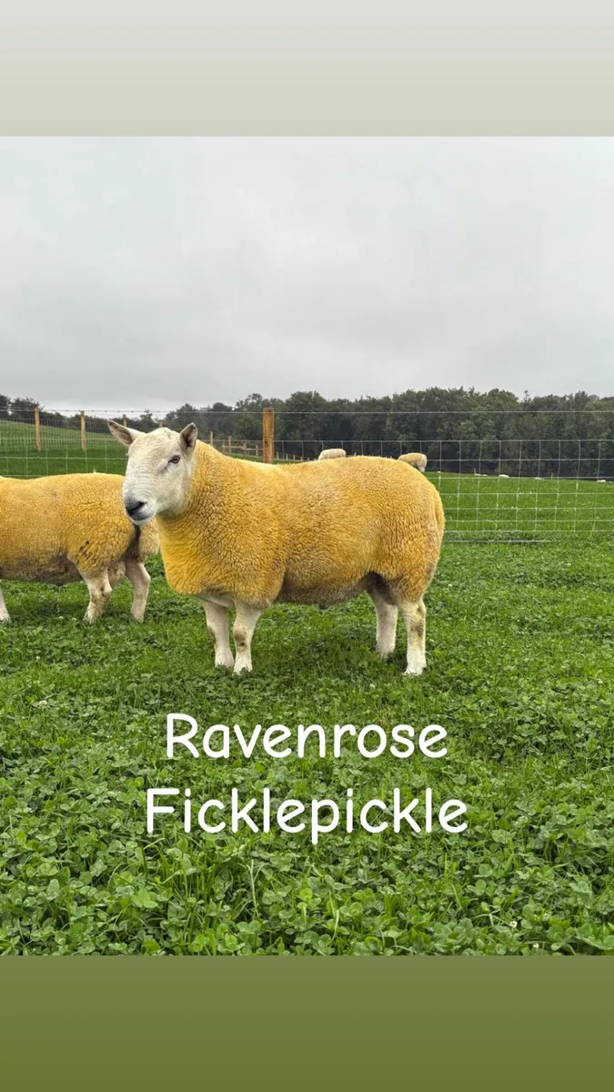North Country Cheviot shearling Rams (Park type) - Image 3