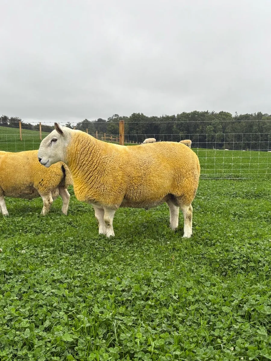 North Country Cheviot shearling Rams (Park type) - Image 4