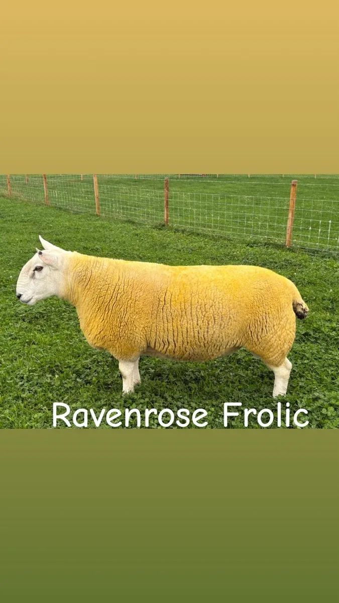 North Country Cheviot shearling Rams (Park type) - Image 3