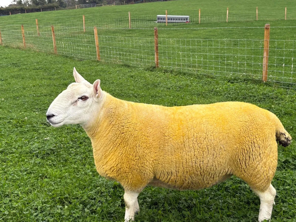 North Country Cheviot shearling Rams (Park type) - Image 4